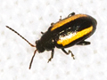 Phyllotreta vittula